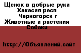 Щенок в добрые руки - Хакасия респ., Черногорск г. Животные и растения » Собаки   
